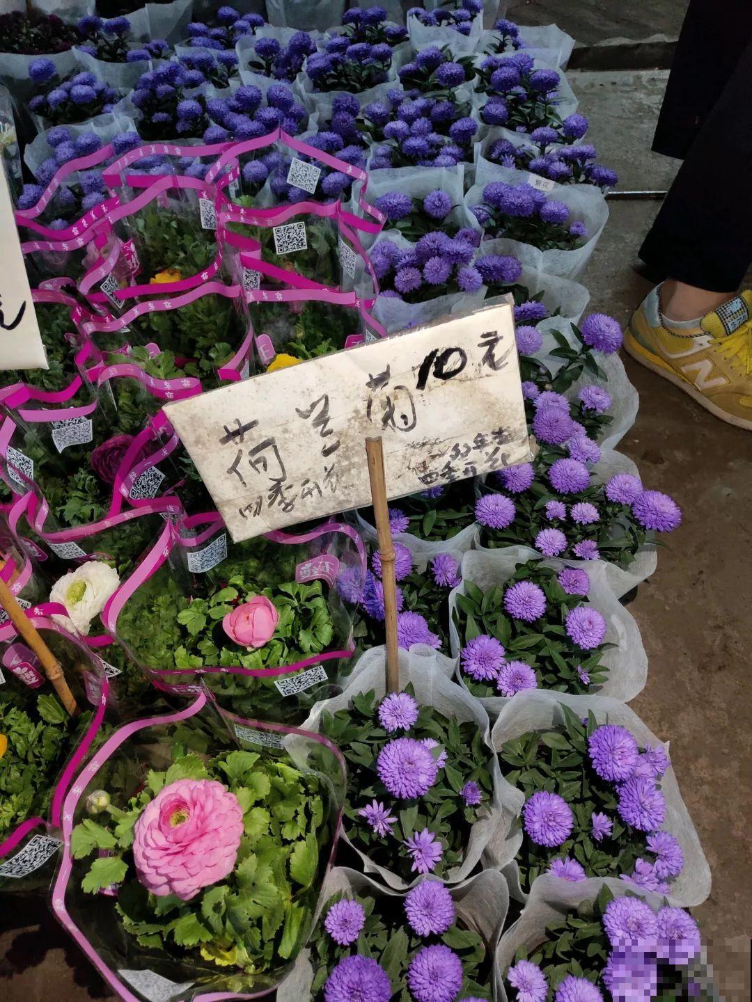 12月逛花市，这花好看又好养，遇到赶紧抱回家！