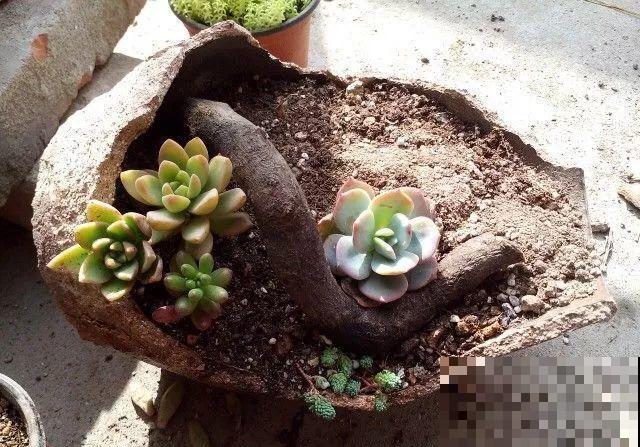 他用菜坛子养多肉，1分不花又好看，个个壮得像白菜！