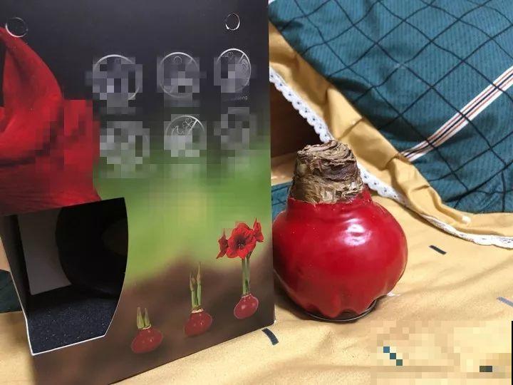 看见这花可别买，忍住，小心被忽悠，花钱买气受！