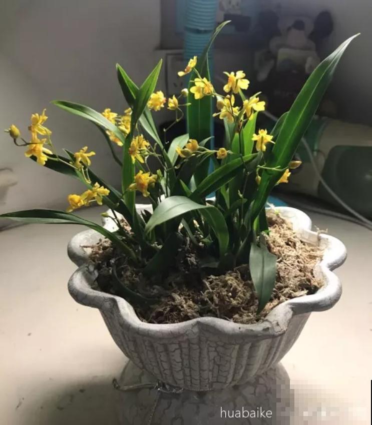 今年最火的兰花，一棵就能香满屋，比香水好闻多了！