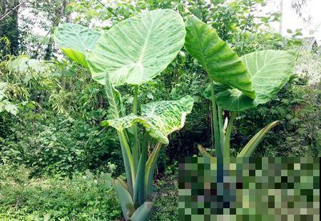 野外偶遇神秘植物，1片叶子比井盖还大，摘下来直接当雨伞撑！