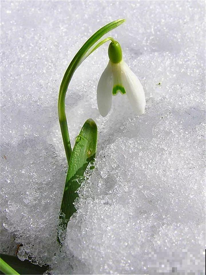 大雪天，只有这花还在继续开，真不是一般的抗冻！