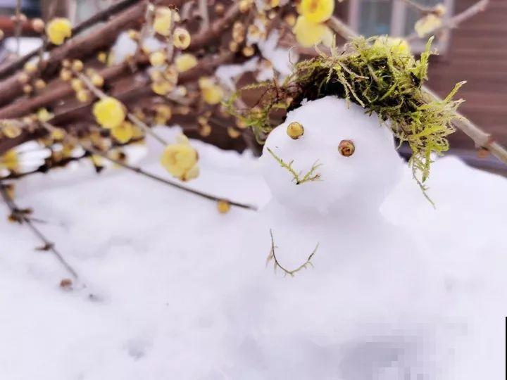 大雪天，只有这花还在继续开，真不是一般的抗冻！
