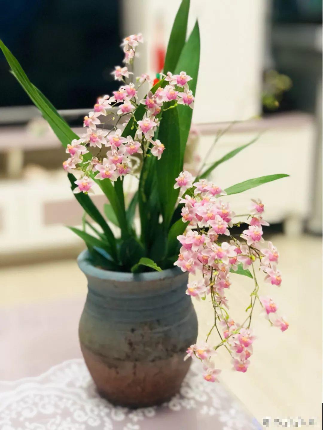 12个星座的守护花，新年养花，就养盆适合自己的！