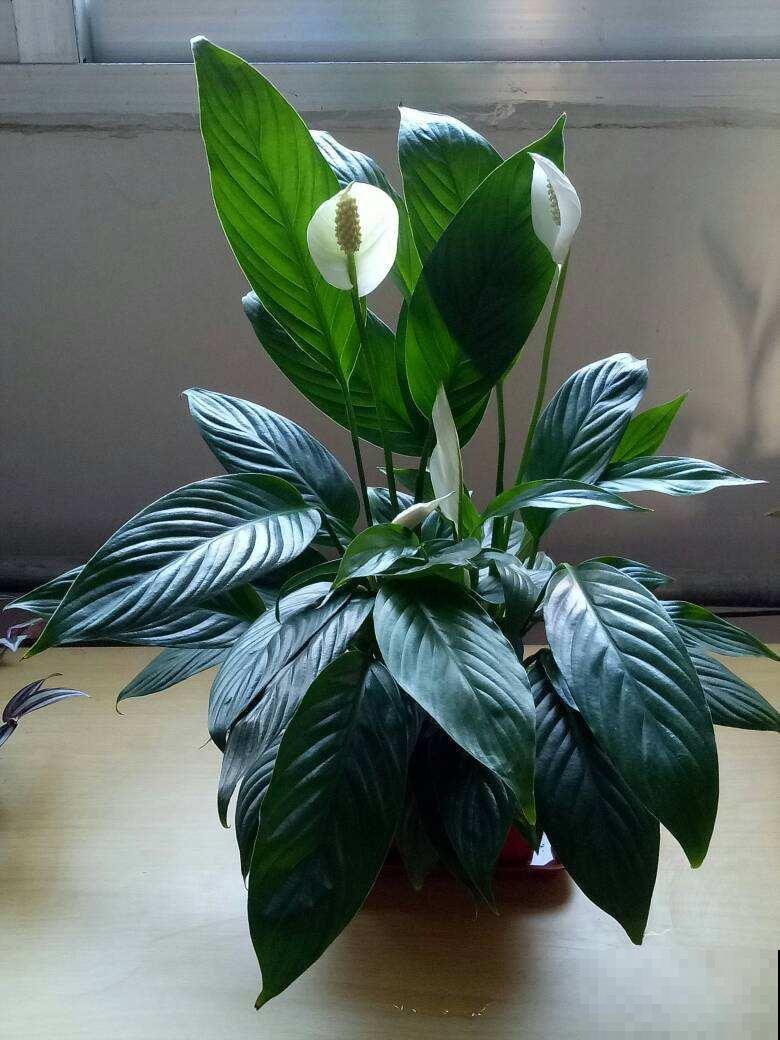 冬天养盆一帆风顺，开一次花能顶一个月，寓意吉祥顺利过冬