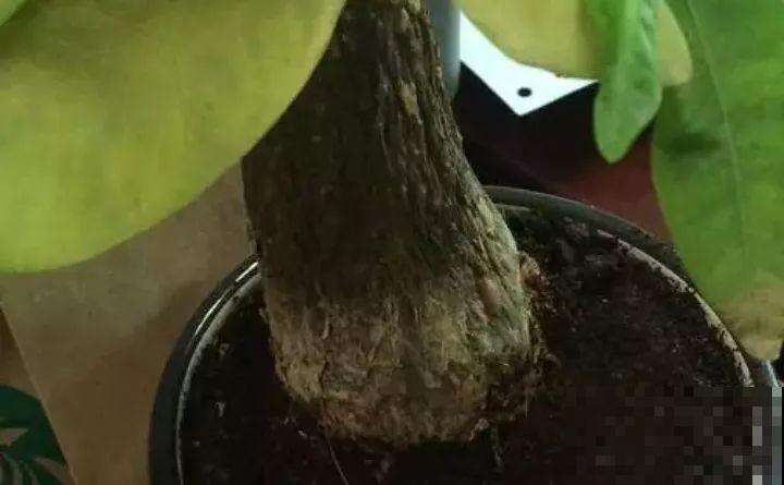 花一黄叶就挂，早治能救活，晚了一片叶子也不剩！