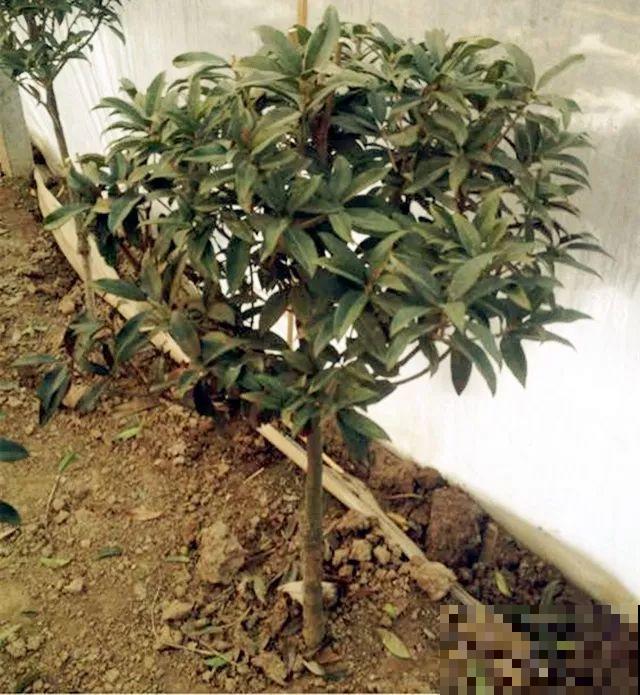 10种花，现在就得赶紧剪，不然熬不过冬天！