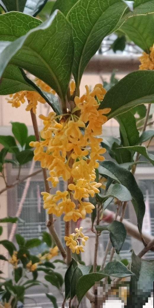 在家养一盆这种花，花香持久很迷人，特别受欢迎！