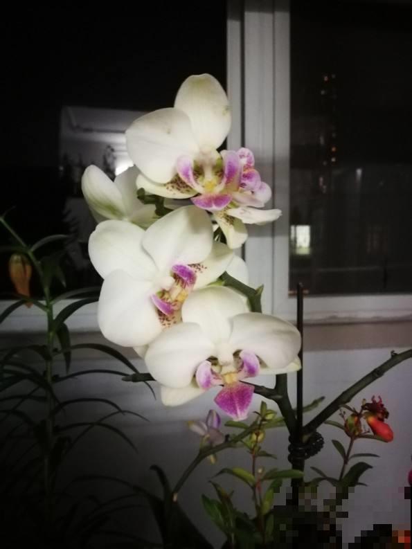 几块钱买的蝴蝶兰，这么一养壮得像假花，开花溢满花盆！