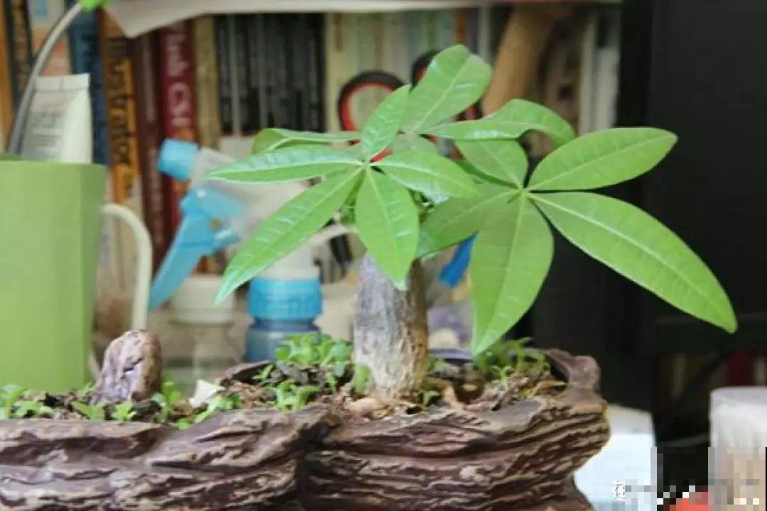 这10种花要慎买，小心养不活，心里贼难受！