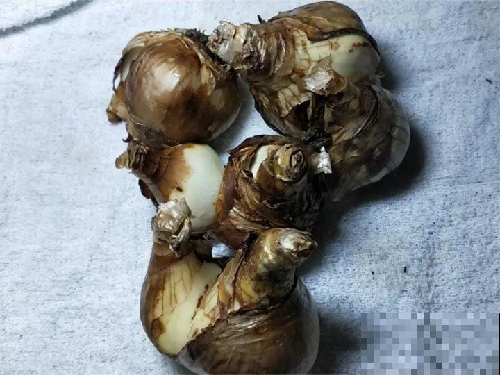 冬天养个大肚子花，不怕冷爱开花，放客厅最有气质！