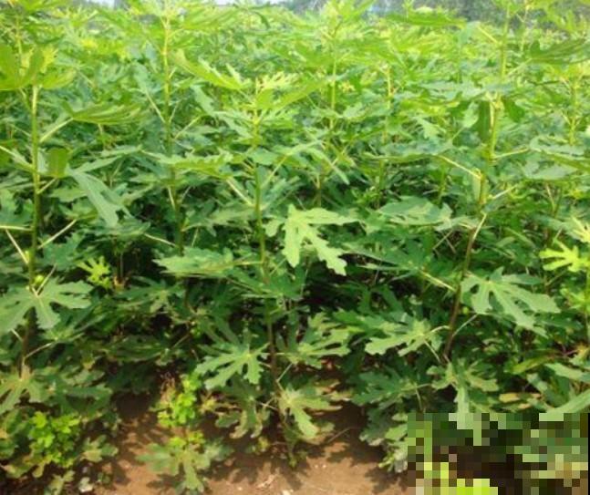 冬季阳台有空余地方，不如栽种点水果，不用花钱就能吃！