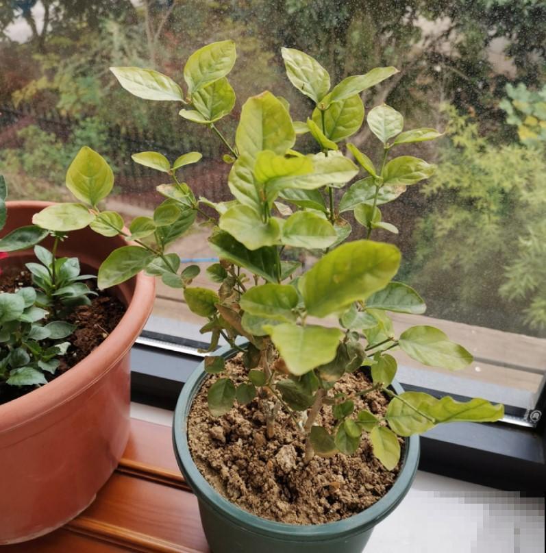 这几种花在家里越养越少，大家都不喜欢养，说是不吉利！