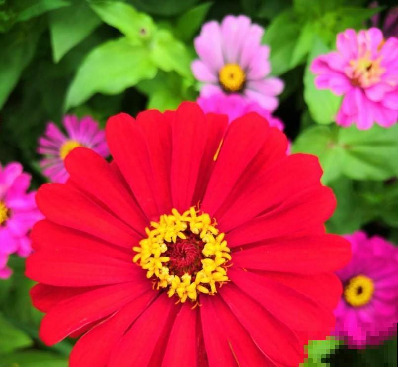 盆百日菊，开花旺的不行，撒播就能长！
