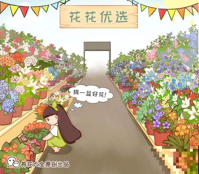 花市这3种“便宜”花，过年摆家里最好看，不买亏大了！