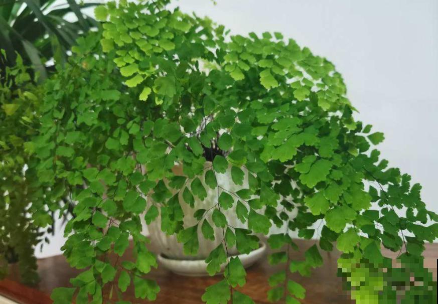 6种耐阴植物，放卫生间也能长，干净去异味！