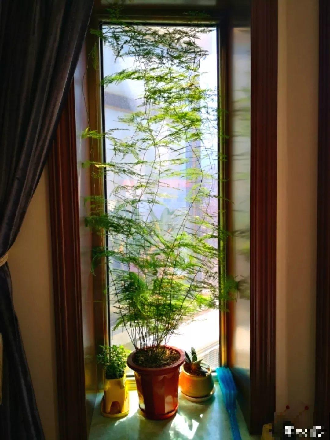 养这花别心软，遇到黄叶狠心剪，越剪长得越快！