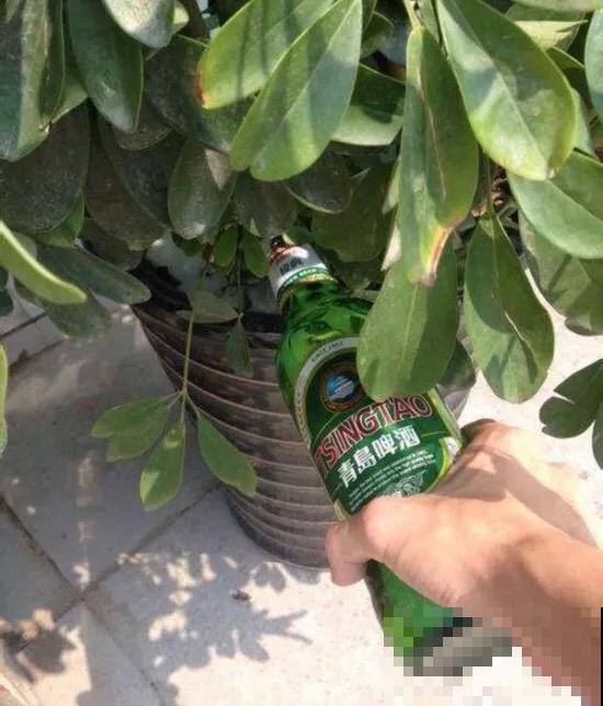 啤酒养花，兑点水就能用，网友：比买的肥料好使