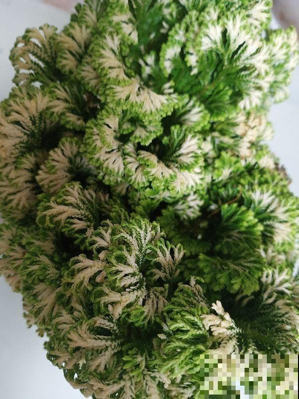 死不了的花，给点水就能活，养死它的人还没找到
