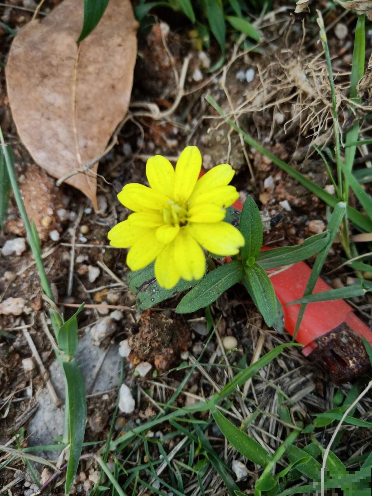 这野菊花种一棵冒出10棵，把它名字能读对的，都是顶级文化人！
