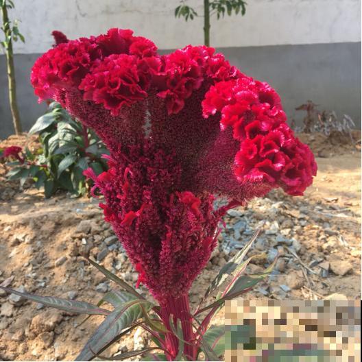 农村这些花不光好看，还是名贵的中药，有一棵就赚了！