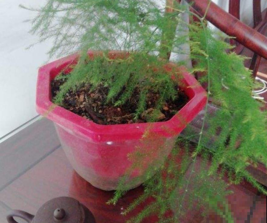 家里明明这么暖和，文竹还是会黄叶？原来一开始就用错方法了！