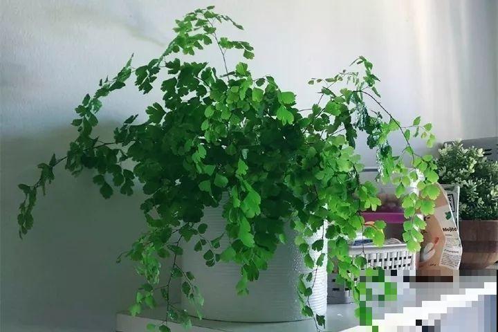 客厅养花不能看心情，注意这两大忌，选对了全家受益！