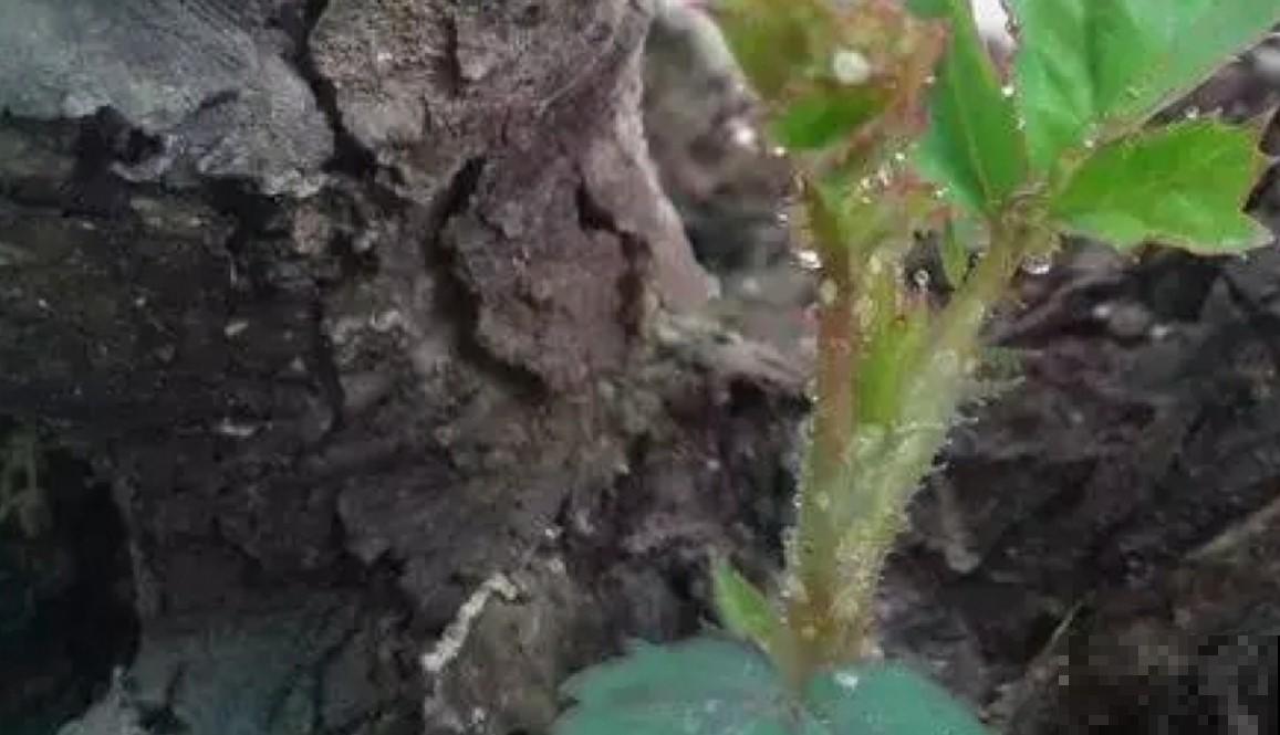 月季出现虫害真可怕，认识这几种，赶紧处理掉！