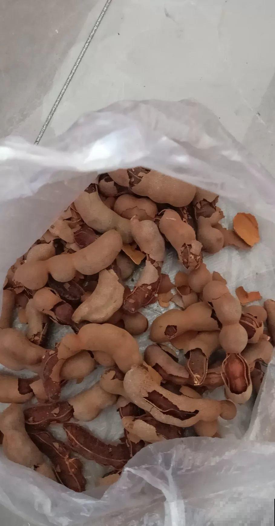 路边碰见这3种果子，捡一把带回家，丢盆里长成发财树！