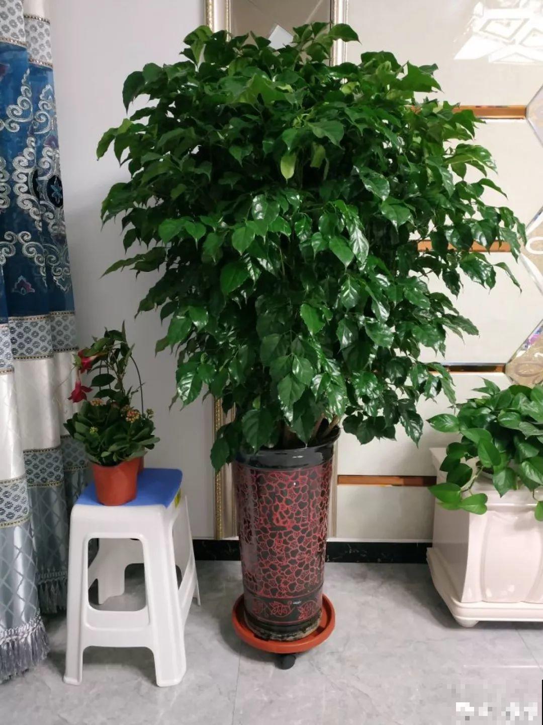 高价买的守家树，穷养才能长得旺，一盆能活20年！