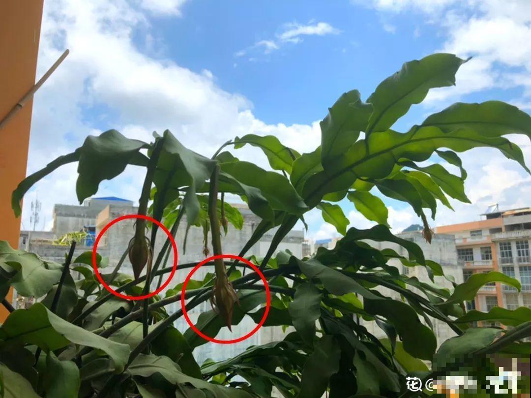 淘米水里加上它，没有异味肥效翻倍，给花用点叶子绿油油！