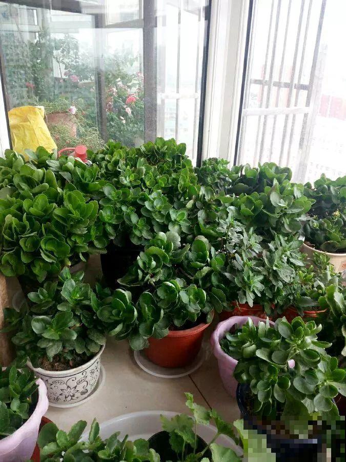 阳台封闭不通风养花，就选这8种花，能种出一个室内花园！