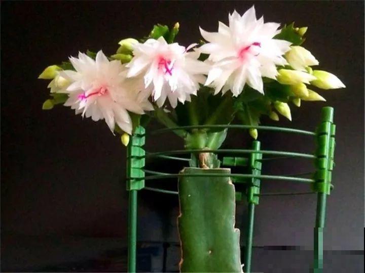 10种花，冬天切记管住手，小心浇完水就掉叶子！