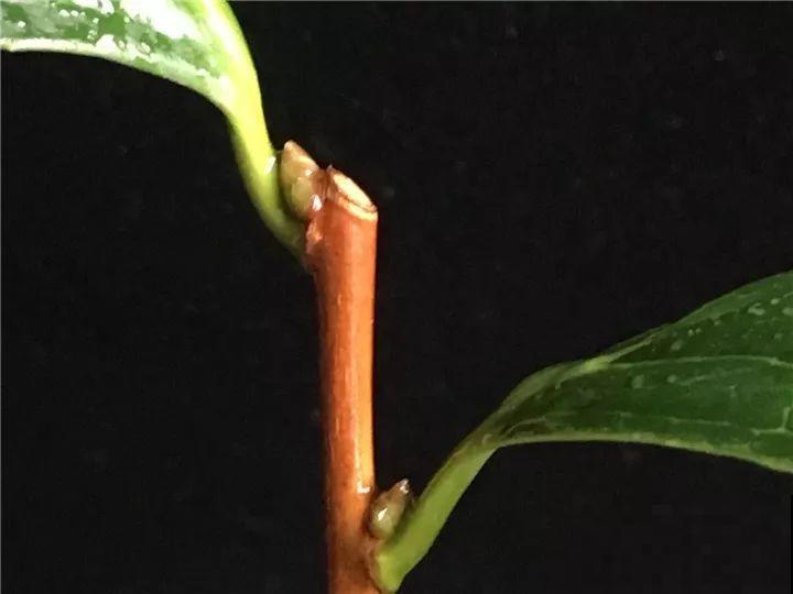 这花想要冬天开，就得狠心剪两刀，满树红花惹人爱！