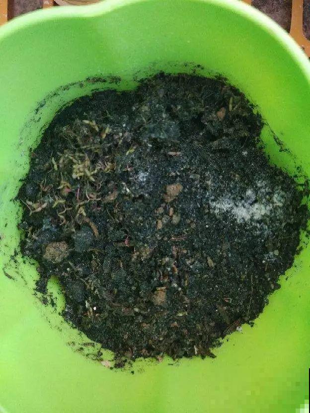花盆里长了这玩意，趁早断水，小心最后根都烂没了！