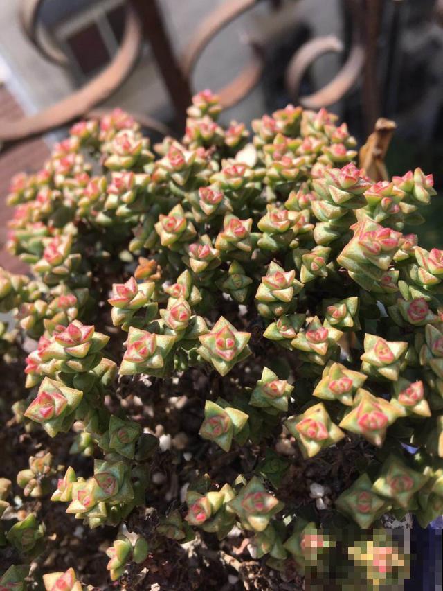 冬天养花入室，小飞虫繁殖到处飞，这么几招就轻松消灭！