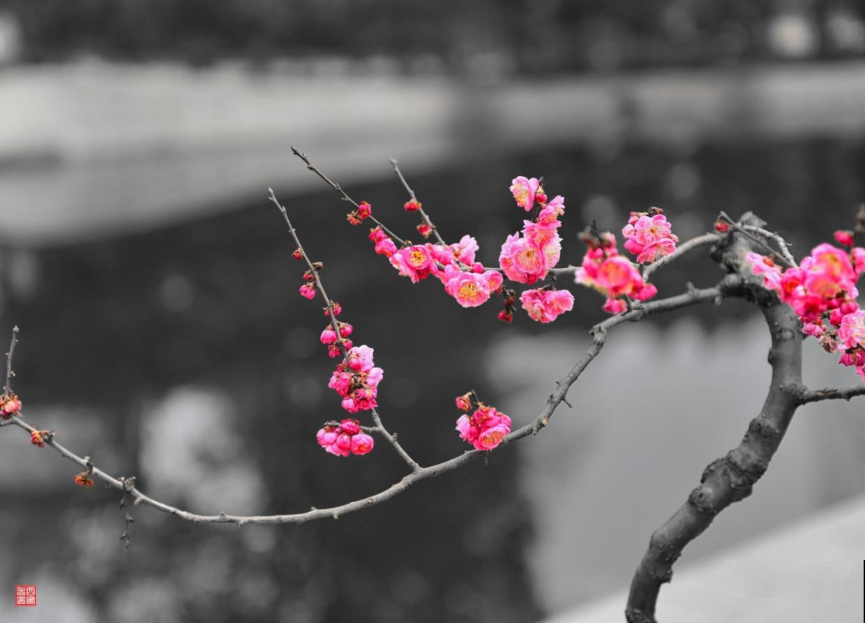 养花这么拍照，发朋友圈，谁看了都点赞！