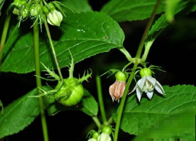 这植物结的果子挺吓人，实际全株都有大用处，好多人上山挖来卖