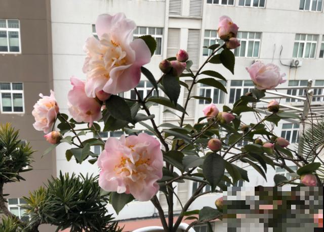 茶花迎来盛花期，16个最美品种，养一棵就足了！