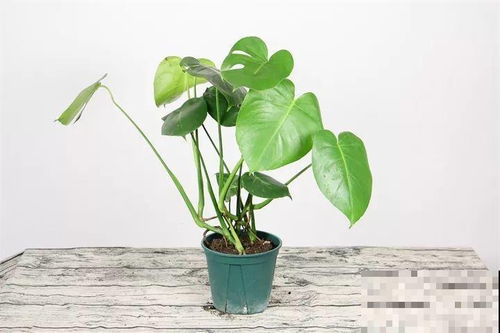 耐阴花摆客厅，光再弱也能蹭蹭长，净化空气效果比绿萝好多了！