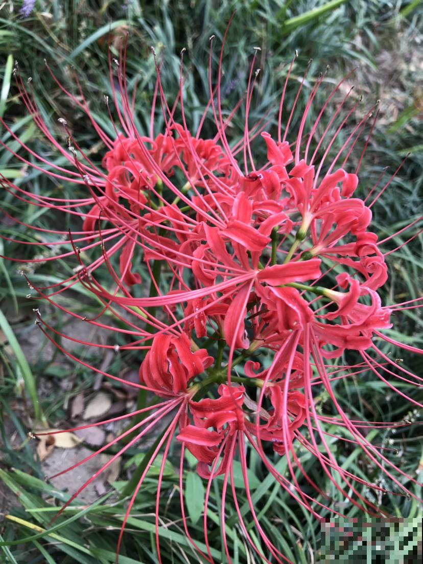这花喜欢长在阴凉的地方，长得像大蒜，来历可不简单！