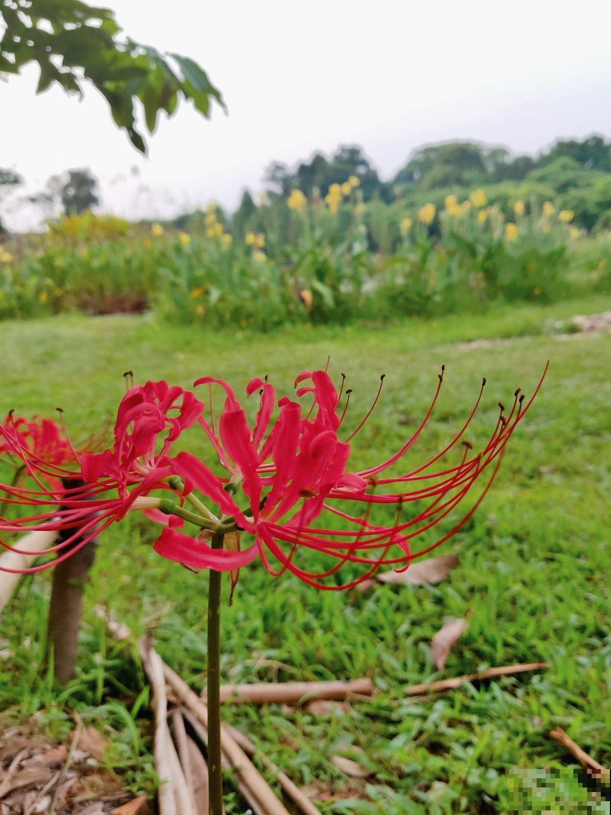这花一说名字都知道，红色、白色，在这方面还是个宝贝呢！