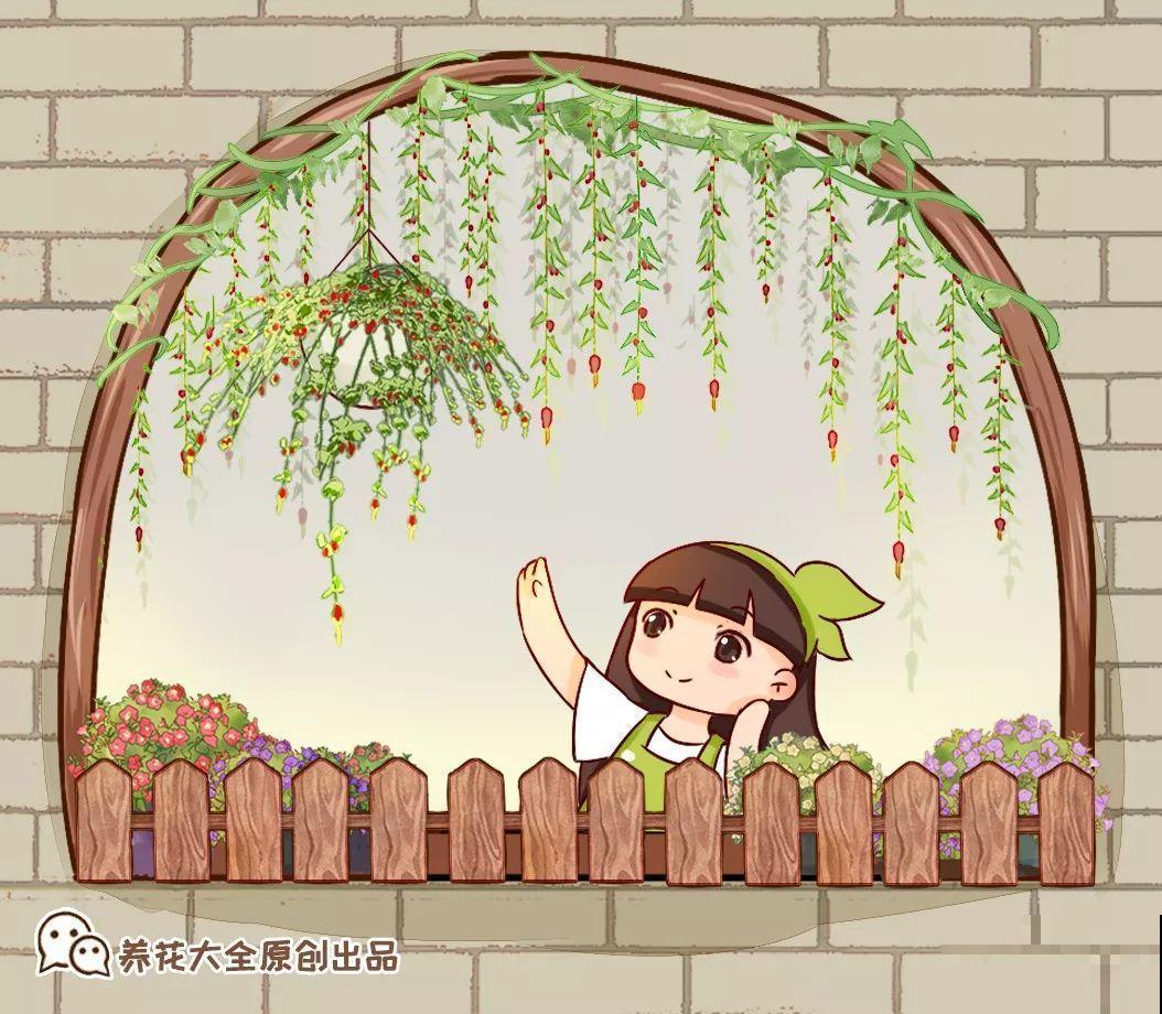窗户边养盆它，耐阴还开花，养成花帘子太美！