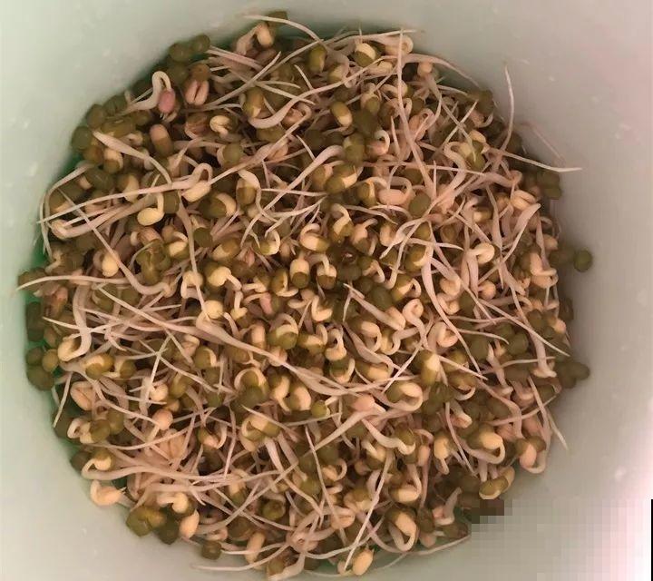 15块的黄金菜，自己在家就能种，成本只要1块钱！
