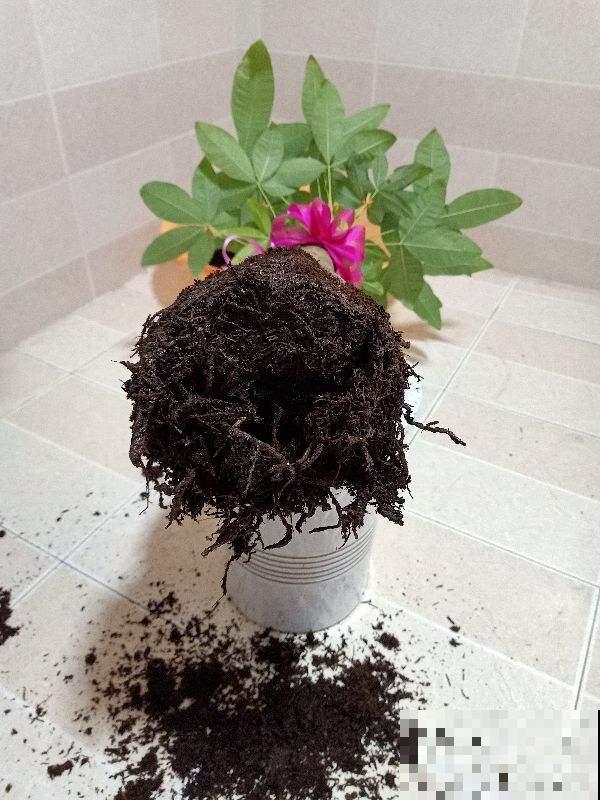 家里这种土不要养花，否则养一棵死一棵，趁冬天空闲赶紧改良！