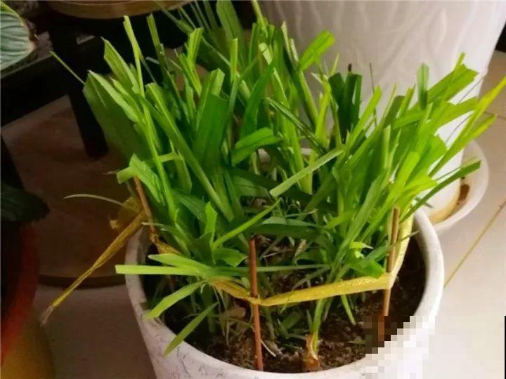 冬天修剪分“轻重”，有的花剪狠了，小心再也不开花！