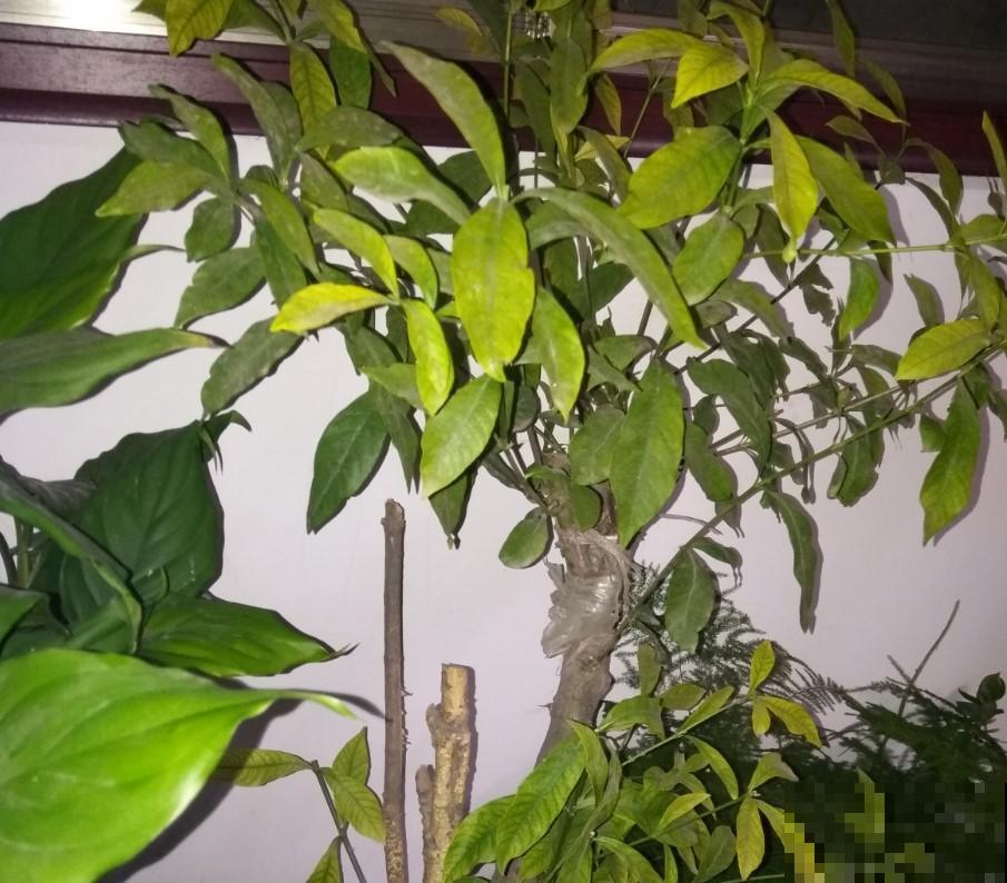 冬季栀子花不要修剪，新芽重新长，耐寒能力极其差！