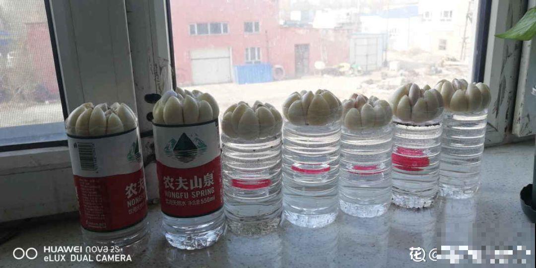 一个矿泉水瓶，半月种出大蒜苗，方法简单，吃着还放心！