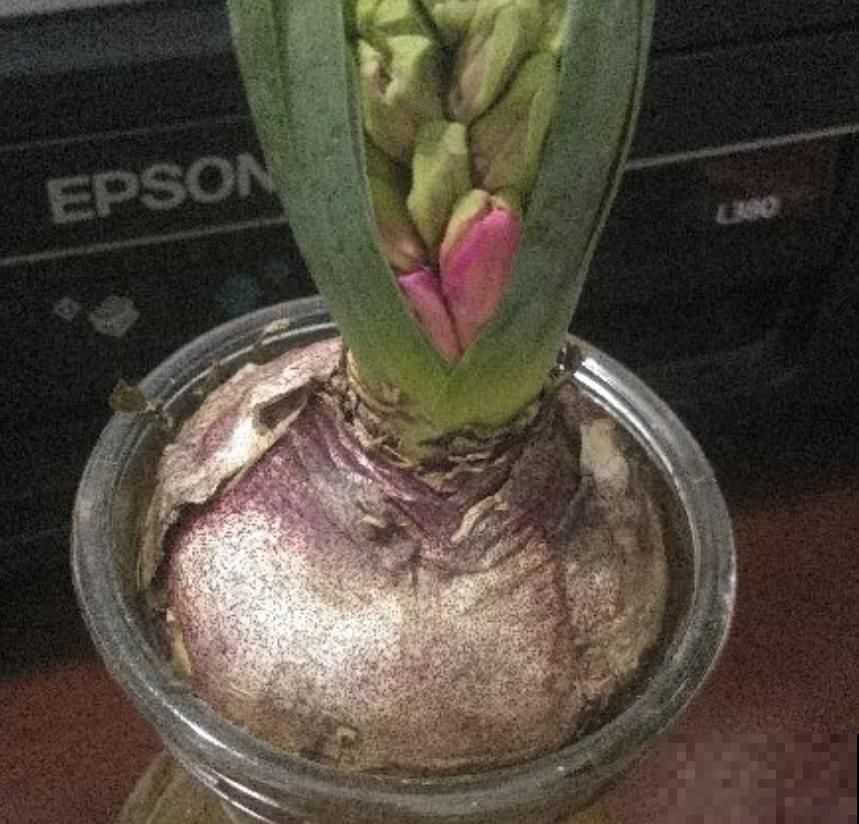 这两种花就爱夹箭，教你一招，治的它乖乖自己长出来！