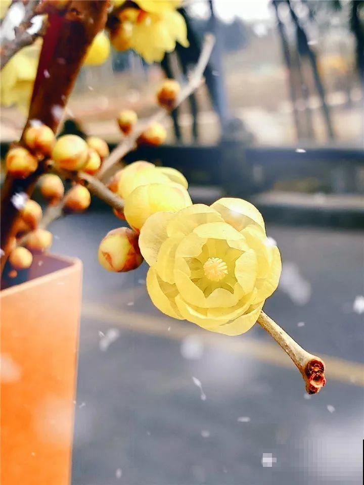 大雪天，只有这花还在继续开，真不是一般的抗冻！